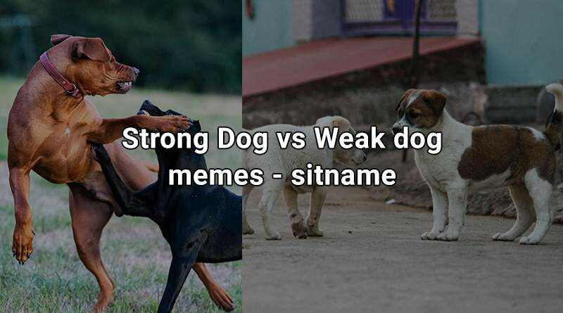 Strong Dog Vs Weak Dog Memes – Memes World